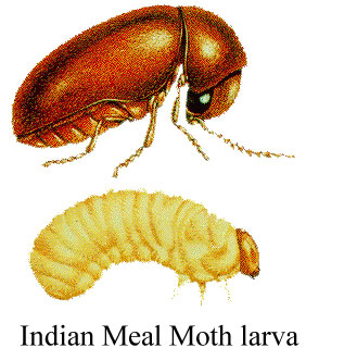 Indian-Meal-Moth-adult