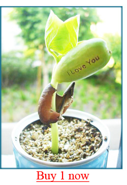 Grow Kit Magic Message Bean Be Happy Novelty Plant Garden Grow Your Own Gift 