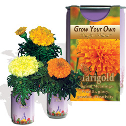 Marigold Flower Kits