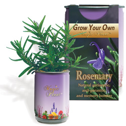 Rosemary Herbs Growing Kit