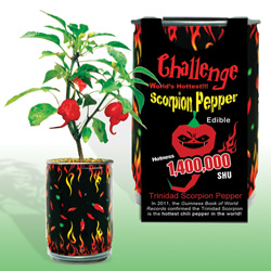 Scorpion-Peppers