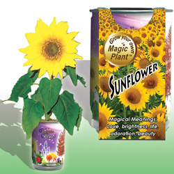 Sunflower-1